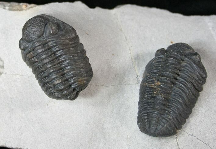 Double Phacops Araw Trilobite Plate #13545